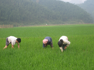 Nông dân xã Lạc Long chăm sóc, làm cỏ cho lúa vụ mùa.